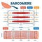 Sarcomere muscular biology scheme vector illustration