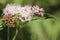 Sarcophaga carnaria or the common flesh fly on hemp-agrimony