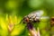 Sarcophaga carnaria insect on the green leaf. Macro of fly animal and detail of eye