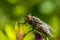 Sarcophaga carnaria insect on the green leaf. Macro of fly animal and detail of eye