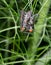 Sarcophaga flies mating in fennel plant. Aka Flesh flies.