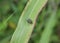 Sarcophaga genus flesh fly on a leaf