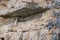 The sarcophagi of KarajÃ­a, Chachapoyas, Peru. These clay tombs have human forms and are set along the edge of a rock cliff