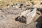 Sarcophagus wreckage  in ruins of the Greek - Roman city of the 3rd century BC - the 8th century AD Hippus - Susita on the Golan