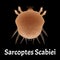 Sarcoptes scabiei. scabies. Sexually transmitted disease. Infographics. illustration on isolated background.