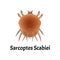 Sarcoptes scabiei. scabies. Sexually transmitted disease. Infographics. Vector illustration on isolated background.