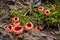 Sarcoscypha austriaca - mushroom known as Scarlet elfcup