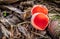 Sarcoscypha austriaca - mushroom known as Scarlet elfcup
