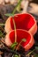 Sarcoscypha austriaca - a saprobic fungus. Red unusual mushroom.