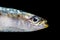 Sardine on black background