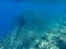 Sardine carousel and coral reef in open sea water. Massive fish school underwater photo. Pelagic fish school