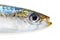 Sardine with clipping path