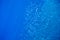 Sardine colony in blue sea water closeup. Massive fish school underwater photo. Pelagic fish swimming in seawater.