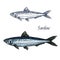 Sardine fish vector isolated sketch icon