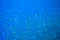 Sardine fishes in blue seawater. Seafish underwater photo. Pelagic fish colony carousel in seawater. Mackerel shoal
