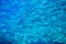 Sardine school closeup in blue water. Seafish underwater photo. Pelagic fish colony carousel in seawater