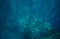 Sardine school in open ocean. Massive fish school undersea photo. Pelagic fish school