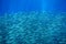 Sardine shoal in open sea water closeup. Massive fish school underwater photo. Pelagic fish swimming in seawater.