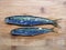 Sardinella aurita, round sardinella fresh fish