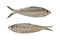 Sardinella or Clupeidae fish isolated on white background.