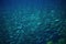 Sardines colony in deep blue ocean. Massive fish school undersea photo.