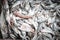 Sardines in container fishing market, Essaouira, Morocco