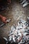 Sardines in container fishing market, Essaouira, Morocco