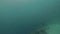 Sardines fish swimming underwater blue sea. Shcool fish swimming in transparent ocean water shooting while deep diving