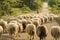 Sardinia, flock of sheep