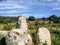 Sardinia. Gonnosfanadiga. Nuragic archeological area of San Cosimo, 2nd millennium b.C. Megalithic circles