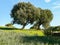 Sardinia. Landscaper. The Sulcis region