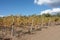 Sardinia. Little vineyard