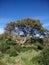 Sardinia. Natural environment. Mediterranean bush. Quercus suber. Spontaneous cork oak plant with skinned truncks