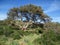 Sardinia. Natural environment. Mediterranean bush. Quercus suber. Spontaneous cork oak plant with skinned truncks