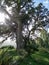 Sardinia. Natural environment. Mediterranean bush. Quercus suber. Spontaneous cork oak plant with sun rays between the branches