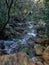 Sardinia. Natural environment. Nerium oleander. Oleander grove along the Rio Coxina, in the Villacidro mountains