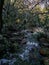 Sardinia. Natural environment. Nerium oleander. Oleander grove along the Rio Coxina, in the Villacidro mountains