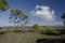 Sardinia. Natural environments. The woods of Aleppo pine in the bay of Porto Pino, in the Sulcis region