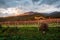 Sardinia. Nuxis. Ancient furriadroxiu of Tattinu. Vineyards of precius Carignano grapes during the autumn rest