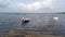 Sardinia. Portoscuso. Laguna of Bruncu Teula. Boats and spiny rush. Videoclip