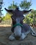 Sardinian donkey with big ears
