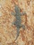 Sardinian Gecko climbing a wall