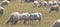 Sardinian sheep grazing in the green meadows of the Campidano plain