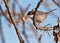 The Sardinian Warbler