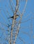 Sardinian Warbler on branch