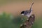 Sardinian warbler (Curruca melanocephala) perched on a mossy tree branch