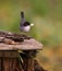 Sardinian Warbler with food