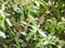 Sardinian Warbler in the forest