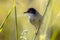 Sardinian warbler perched on stem of grass