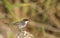 Sardinian Warbler on A Rock